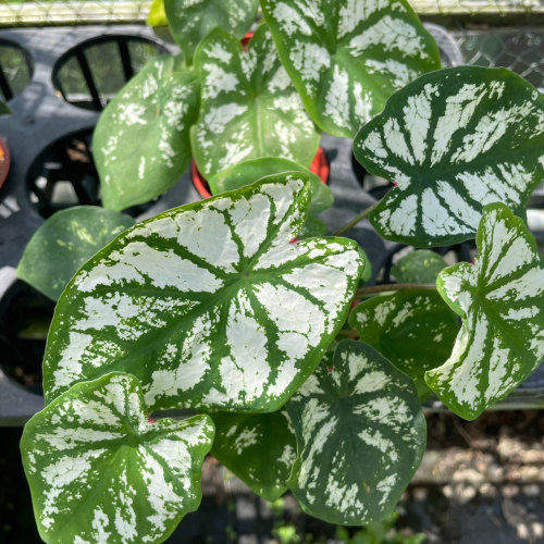 觀葉植物-彩葉芋-白色聖誕
