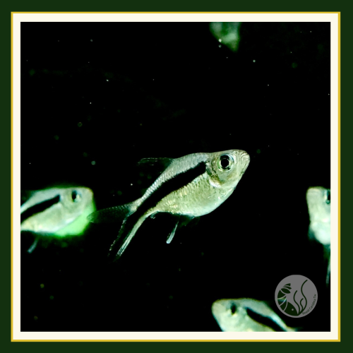皇家水族・圓球企鵝燈 燈魚 燈科魚 觀賞魚 活餌