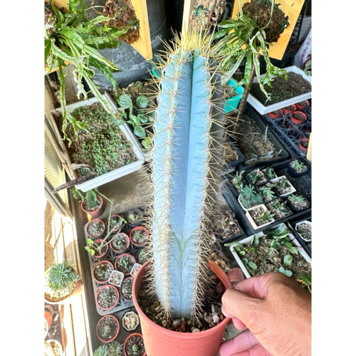 【外星人的植物園】藍柱 金青閣 塊根 龍舌蘭 虎尾蘭 觀葉 植物 仙人掌 現貨【滿額免運】