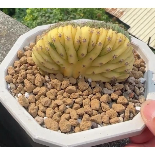 【外星人的植物園】多聞柱綴化錦 仙人掌 塊根 盆栽 植物 潮流現貨【滿額免運】