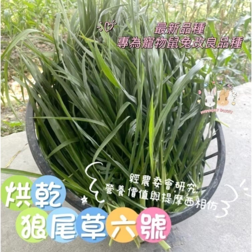 《新品種》低溫烘乾狼尾草6號 狼尾草台畜六號 現栽現烘 最新為鼠兔研發品種 葉嫩小巧 天竺鼠 兔 龍貓 陸龜