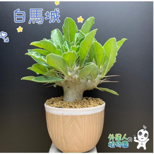 現貨【滿額免運】白馬城 棒槌屬【外星人的植物園】