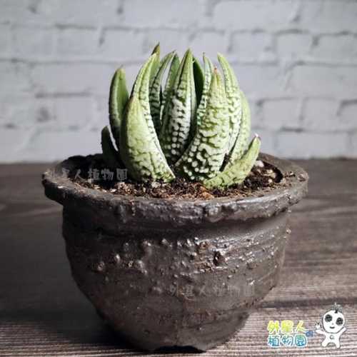 多肉植物 百合科 皇帝 手作陶土盆 【外星人植物園】 透氣