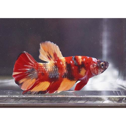 A003紅老虎糖果PK