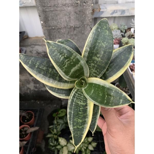 現貨【滿額免運】短葉虎尾蘭 短葉矮種 淨化空氣 第一名 觀葉植物 入門款 室內植物 陽台【外星人的植物園】 療癒小物
