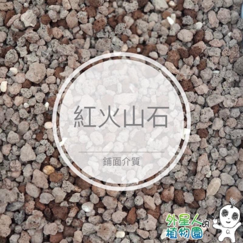 現貨【滿額免運】 紅火山石 1公升 鋪面介質 多肉 仙人掌 塊根 【外星人的植物園】