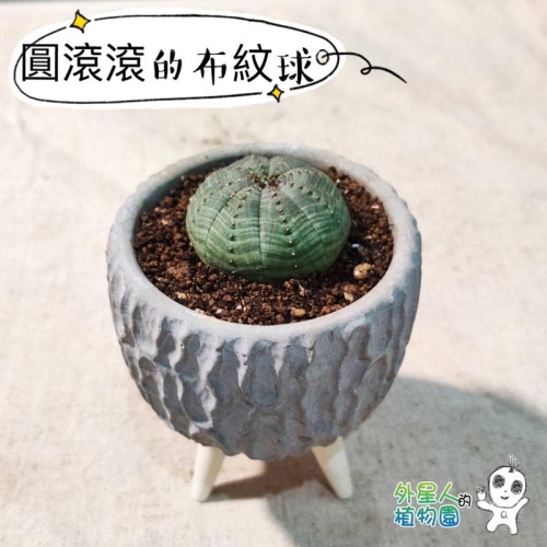 現貨【滿額免運】布紋球 單頭 多肉 含盆 【外星人的植物園】