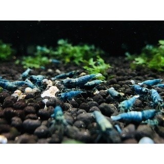 高階飼料~適用於：藍金剛水晶蝦