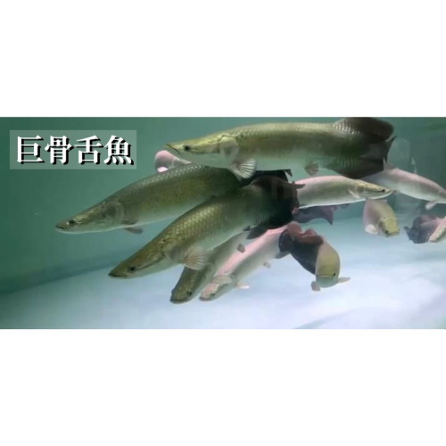 大型魚-巨骨舌魚