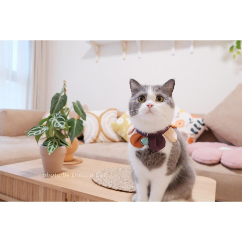 Cat Dress 貓手作 _手作 配色款 _花開富貴 貓 寵物 布項圈 花朵項圈 小花朵朵 魔鬼氈開口