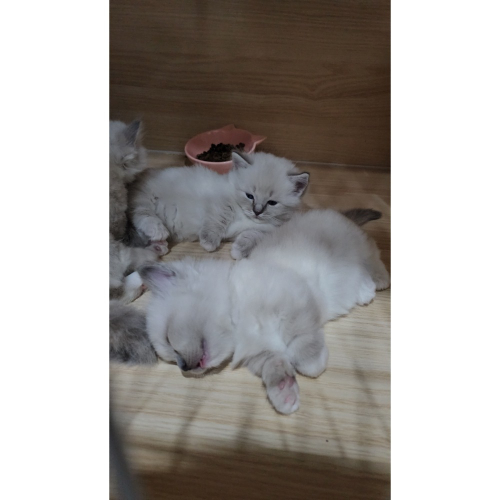 貓零食