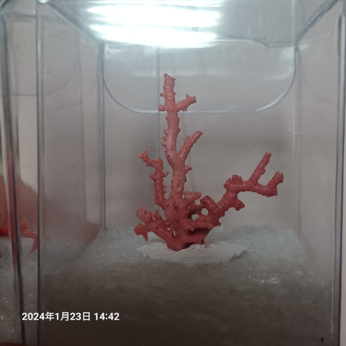 小資族紅珊瑚擺件