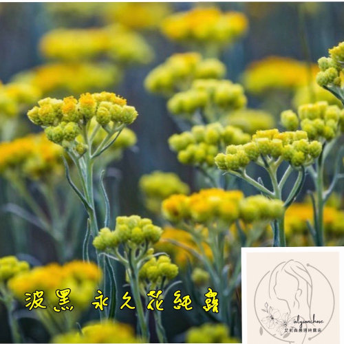 艾莉森 嚴選 波黑（波士尼亞）永久花純露 歐洲直進 有機認證 甜蜜的花味 溫暖的永久的太陽?