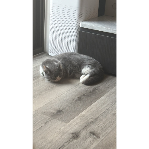 立牌