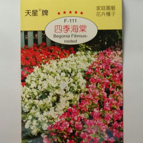 四季海棠【穗耕種苗】天星牌花卉種子 保證新鮮種子