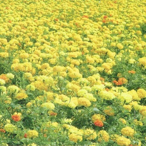 四季園 萬壽菊 田間撒播 萬壽菊 混合色 草花 種子花海 每包約260,000粒 可降低線蟲 免運