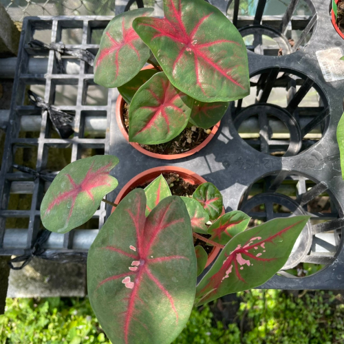 觀葉植物-彩葉芋-粉蝶