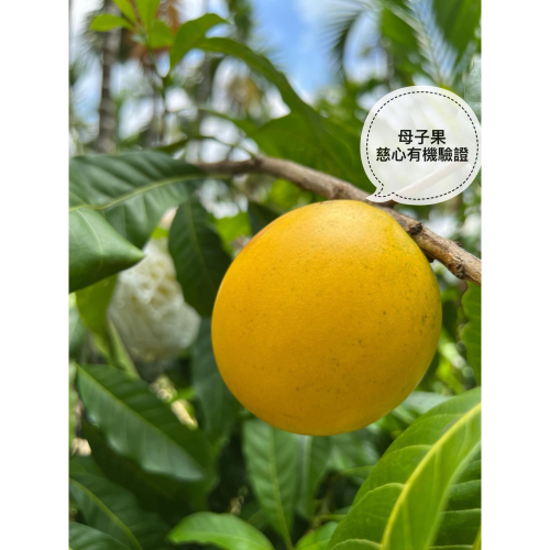 有機黃金果（大果）直接下單，快速出貨，過年門市有營業就可以取貨！