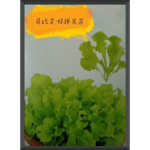 綠捲萵苣【農友種苗】貝比菜 綠捲萵苣 baby菜 種子 播種期春-秋季 20天即可採收 辦公室或單身的最佳選擇