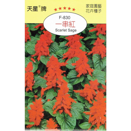 四季園 一串紅【穗耕種苗】天星牌 花卉原包裝種子 花語:熱烈思念 新鮮種子