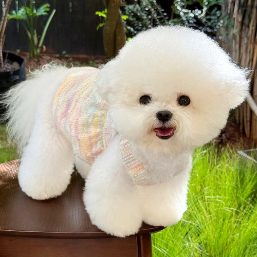 【汪喵森活】花花針織公主裙 寵物洋裝 可牽引 狗衣服 寵物衣服 秋冬服飾 小型犬 雪納瑞 比熊 貴賓 貓咪 寵物背心