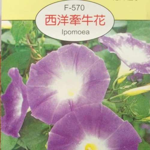 西洋牽牛花 [穗耕種苗]天星牌花卉種子 花語:愛情、平靜、堅貞的約定