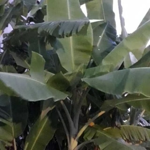 香蕉葉/巴蕉葉??Daun pisang??Banana leaf#/香蕉葉500g/85元