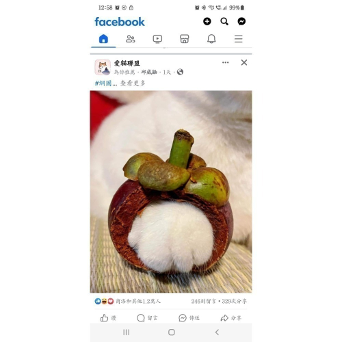 喵物