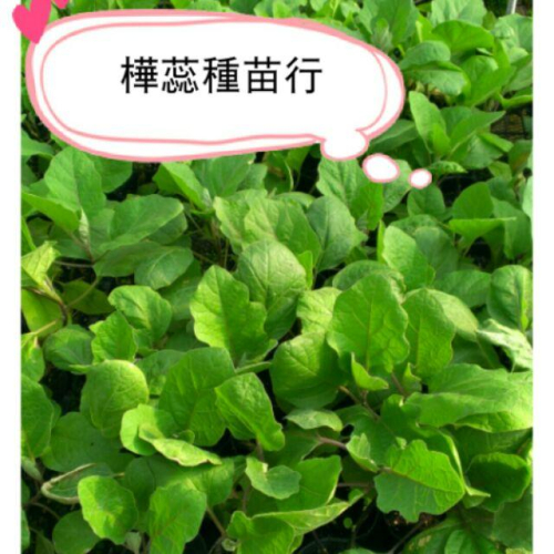 E01麻薯茄子 吊菜 紅菜 麻糬茄 Q軟 易熟 可口美味