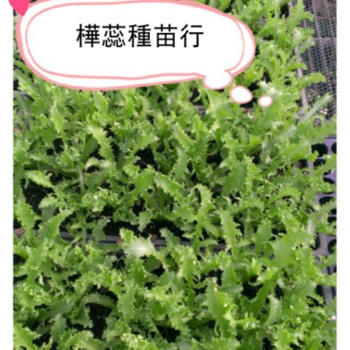E01菊苣苗 2.5寸盆 蔬菜 寵物纖維質來源 兔子 鸚鵡 烏龜 最愛 少蟲害 纖維高 易種植 好照顧 可以重複收成