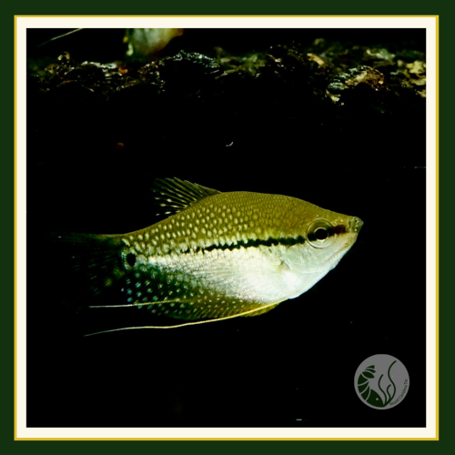 皇家水族・珍珠馬甲 鬥魚 蓮花池 戶外缸 觀賞魚 活餌