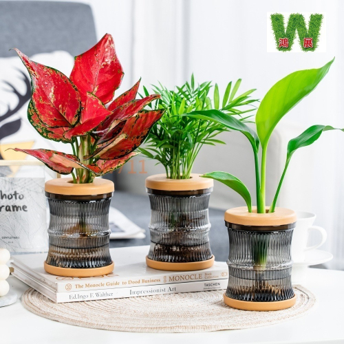 水培 竹節款 透明款 圓型 花盆 花瓶 北歐風 仿玻璃透明度 綠植 種植 植物 W711鴻展