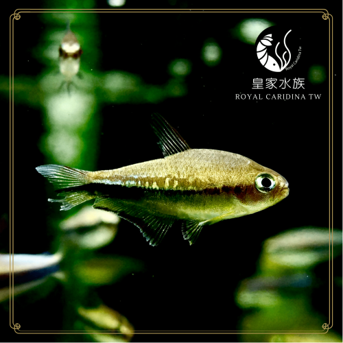 皇家水族・彩虹帝王燈 燈魚 燈科魚 觀賞魚 活餌