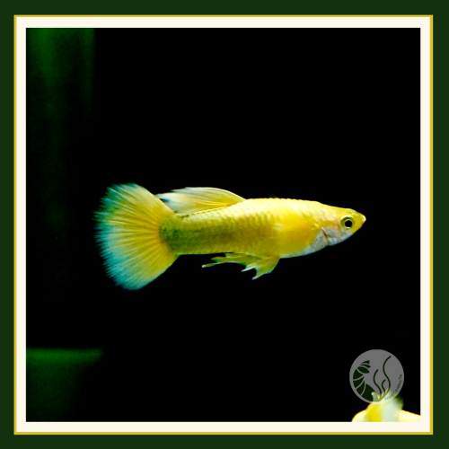 皇家水族・黃金甲孔雀魚 孔雀魚 觀賞魚 活餌