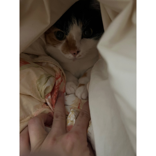 肉泥