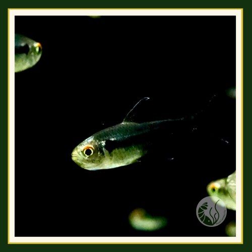 皇家水族・黑鑽日光燈 燈魚 燈科魚 觀賞魚 活餌