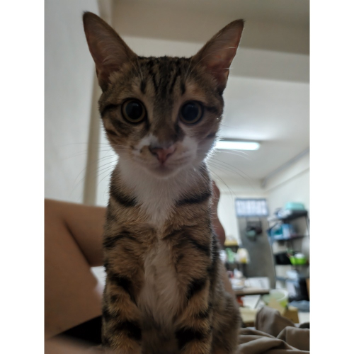 給強尼