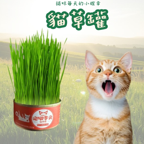 懶人貓草 水培貓草 小麥草 貓草盒 貓草種植 貓零嘴 貓草 貓排毛 貓化毛 貓零食 貓咪排毛