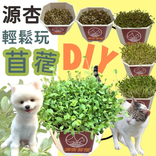 ✪四寶的店✪源杏 輕鬆玩苜蓿 一盆 栽培盒 精心挑選優質種子 貓草 DIY 辦公室桌面 生態果蔬植物種子 犬 狗 貓草