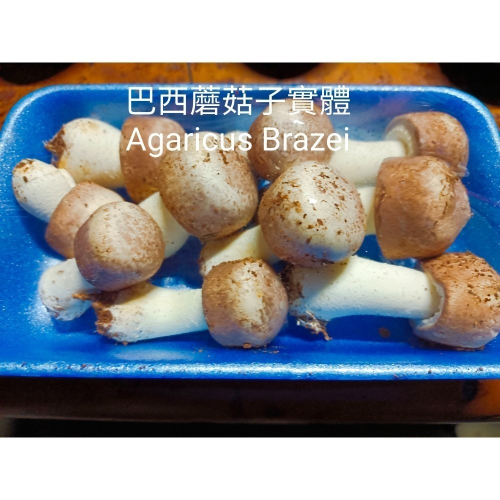 巴西蘑菇菌絲體-活性多醣體之王