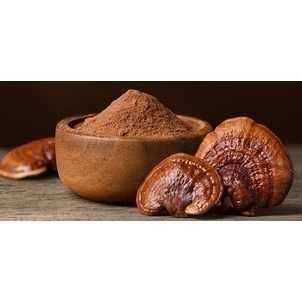 青春樹-靈芝菌絲體［防疫、助眠好物，千年經驗漢方材料(赤芝.茵陽芝)Ganoderma lucidum