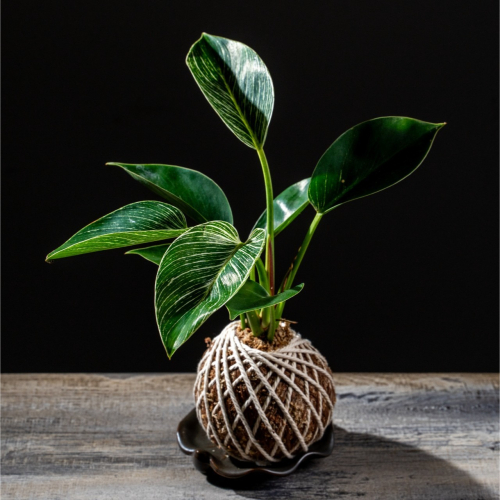 鉑金蔓綠絨苔球 苔球植物 苔玉 適合室內植物 辦公室植物 交換禮物