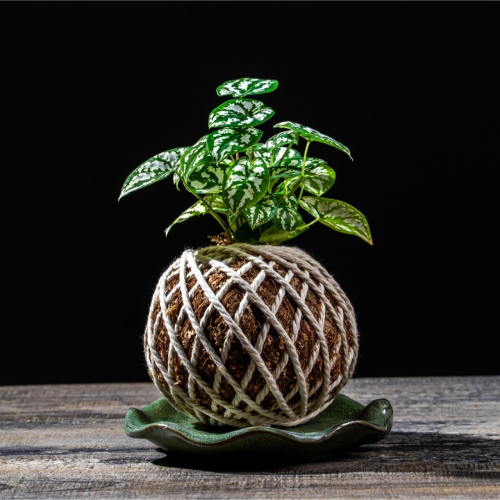 雪天使苔球 苔球植物 苔玉 適合室內植物 辦公室植物 交換禮物