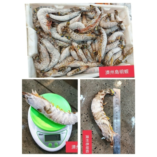 韓國濟州島“斑節蝦-明蝦”1公斤