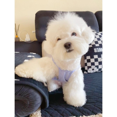 格紋公主風寵物裙子泰迪病博美小型幼犬貓貓咪狗狗夏天衣服薄款