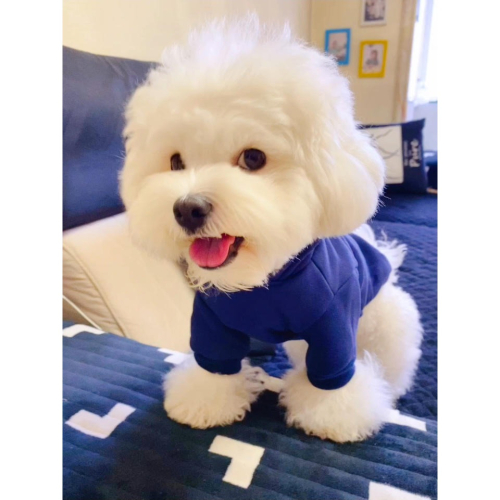 比心寵物衛衣泰迪比熊博美小型犬貓咪雪納瑞約克夏狗狗衣服秋冬季
