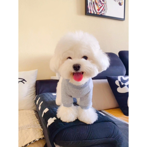 潮酷可愛小狗狗衣服秋季比熊泰迪博美雪納瑞小型犬貓咪寵物春秋裝