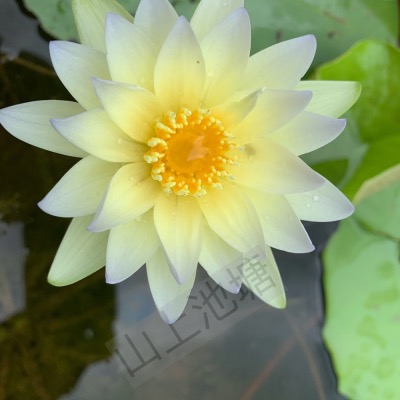 *山上池塘* 潘燮 香水蓮 睡蓮（請先問有沒有貨）