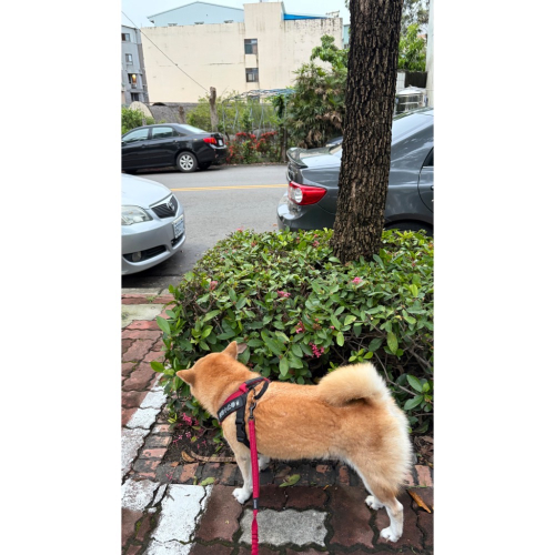 益生菌