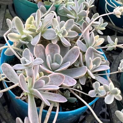 沅鈺農場 多肉植物 子持蓮華錦